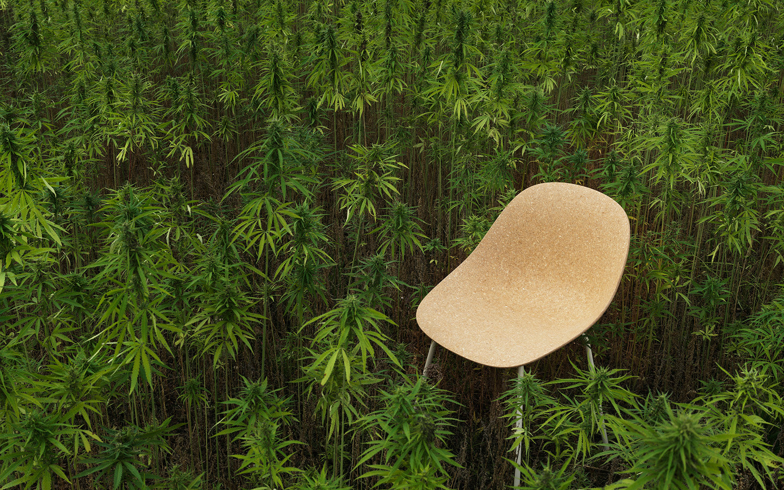 Stoel MAT beige met beuken basis