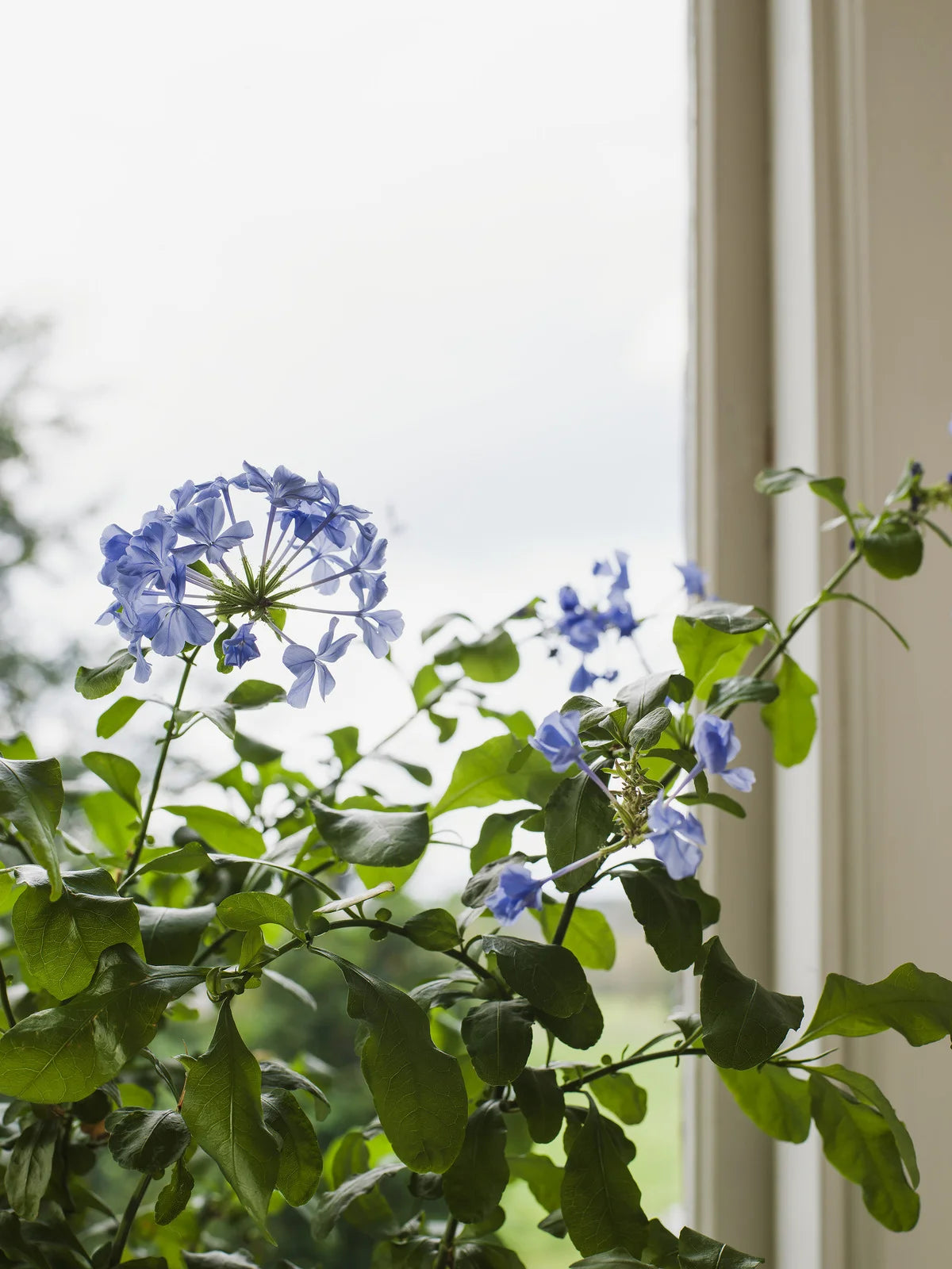 Tapete mit floralem Muster aus Blumen und Blättern MYRTEN blau mit Weiß