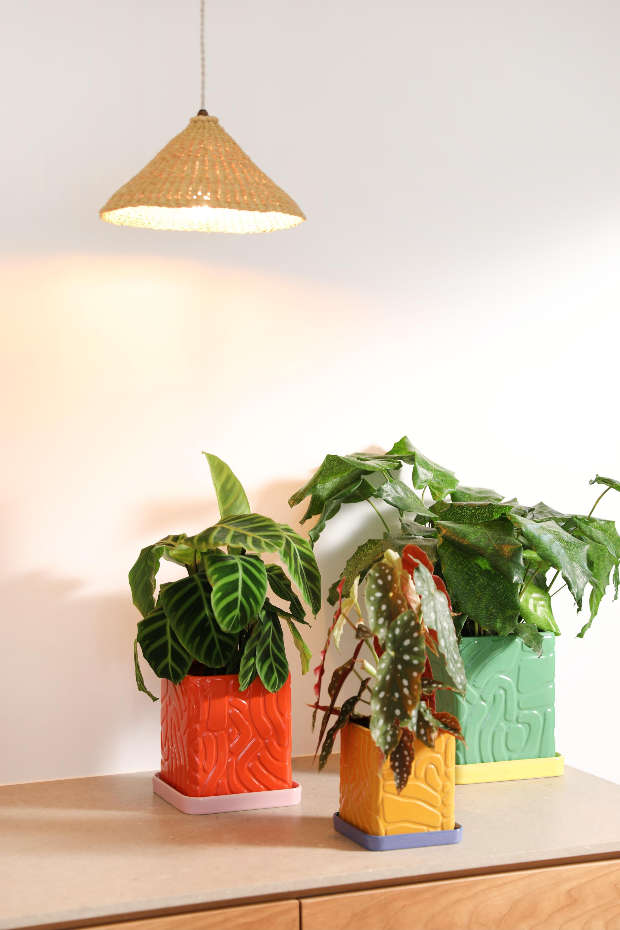 Blumentopf TRIBE grün mit gelbem Untersetzer