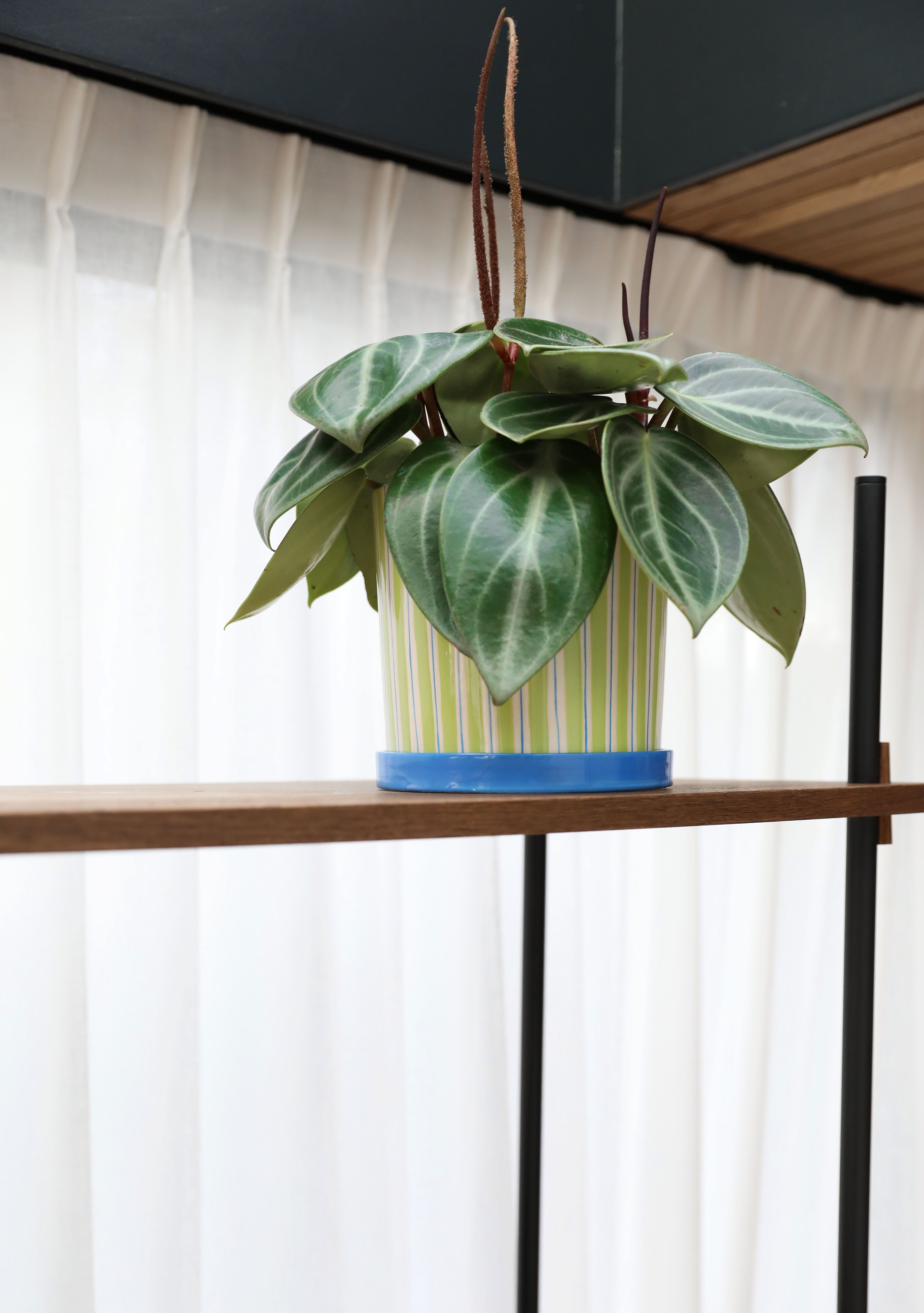 RAY pot in green with blue
