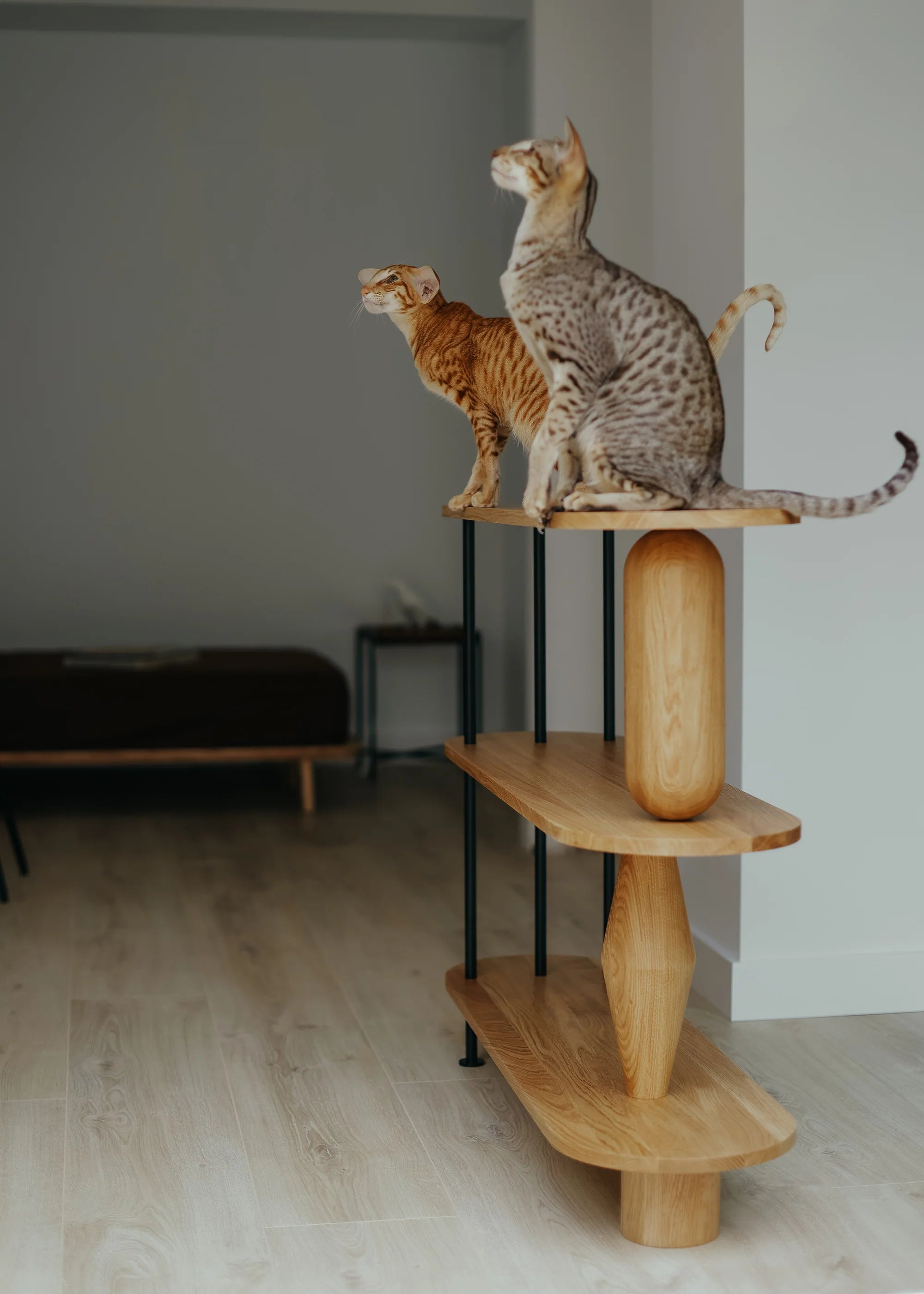 VAZOO rek zwart eikenhout