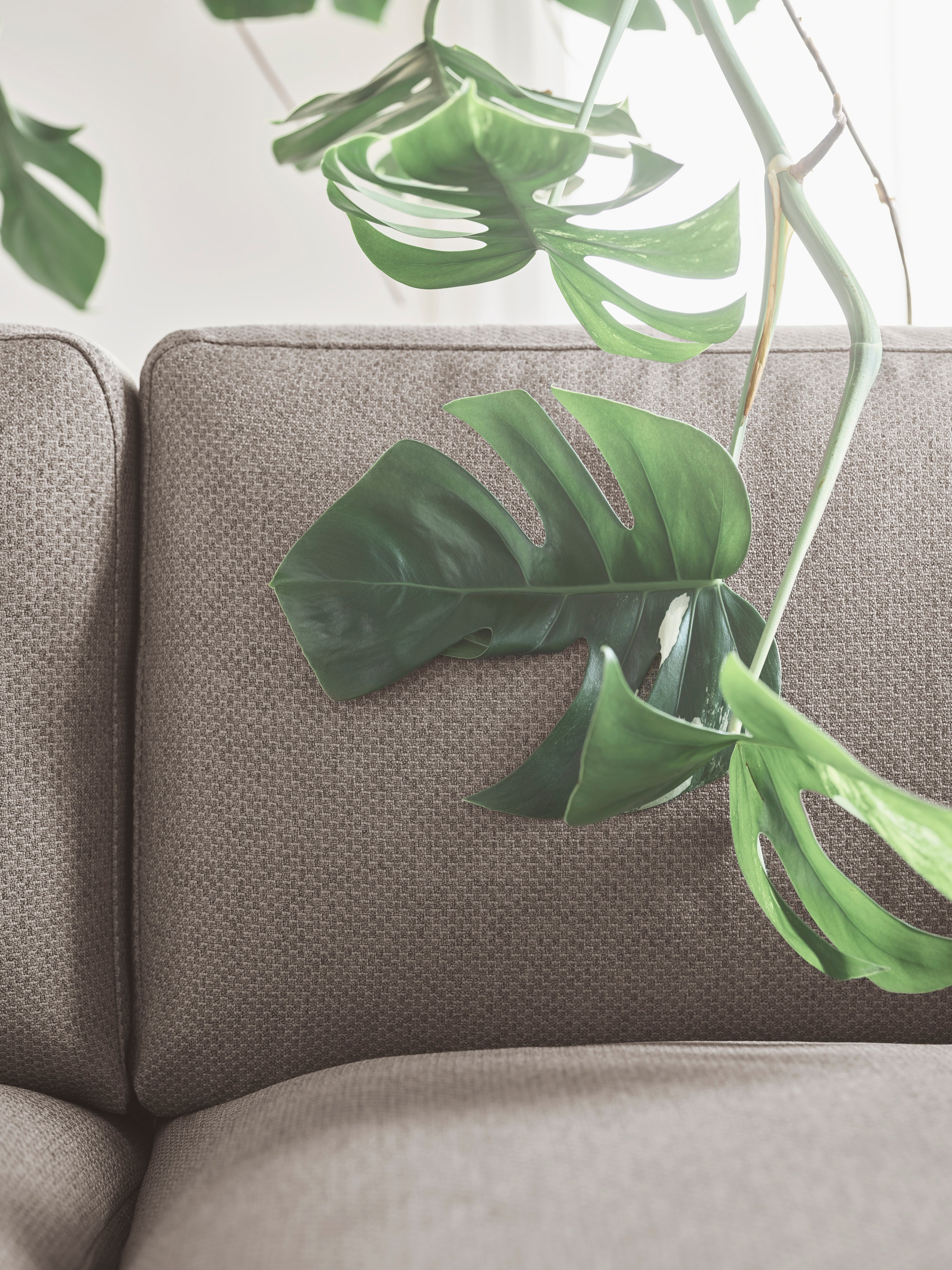 3-Personen-Sofa Elton-Basis aus Eichenholz