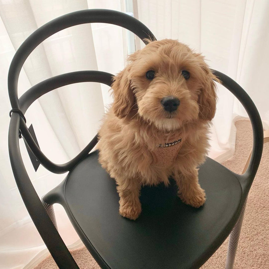 LOOP mustard chair set