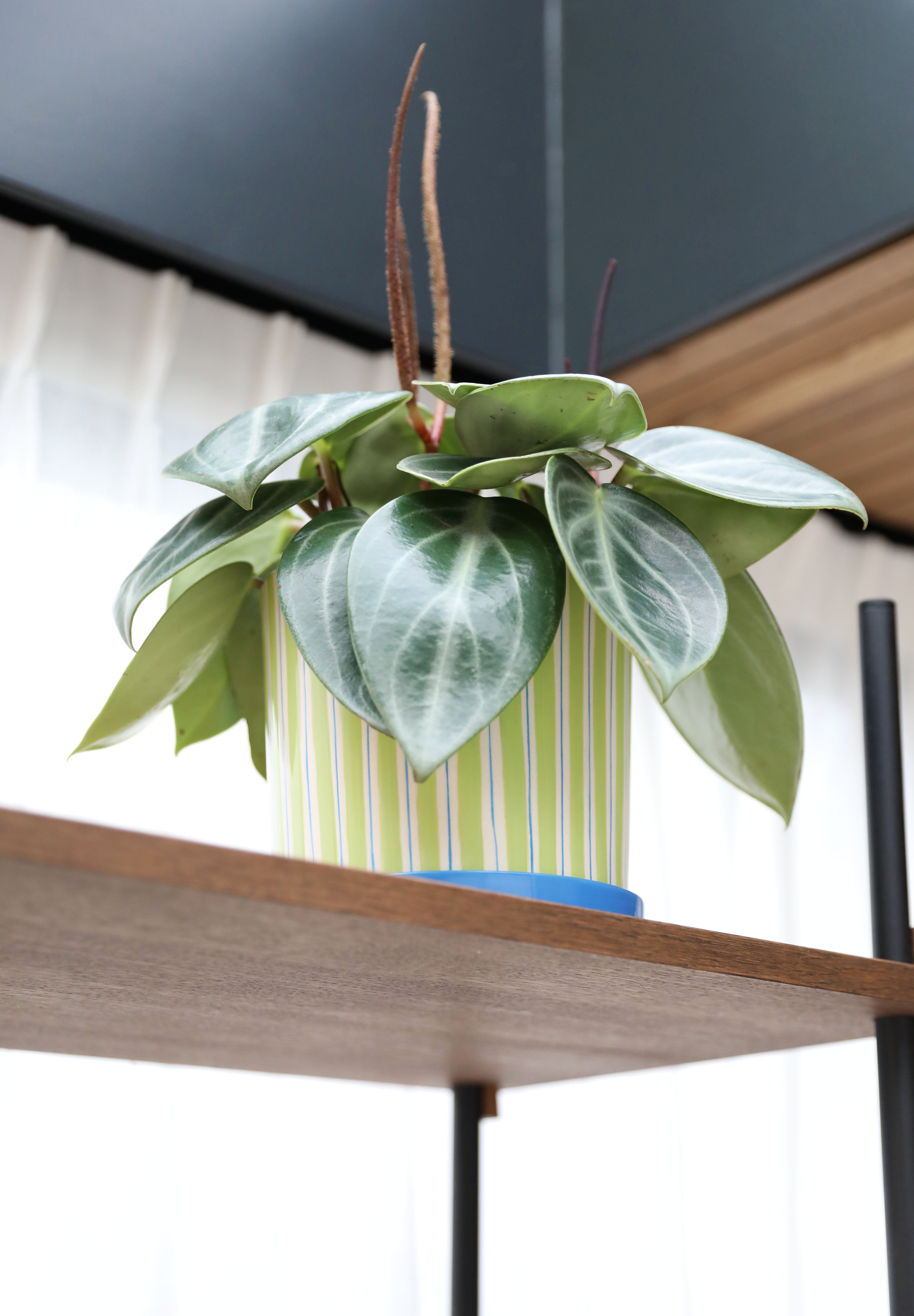 Bloempot RAY groen met blauw