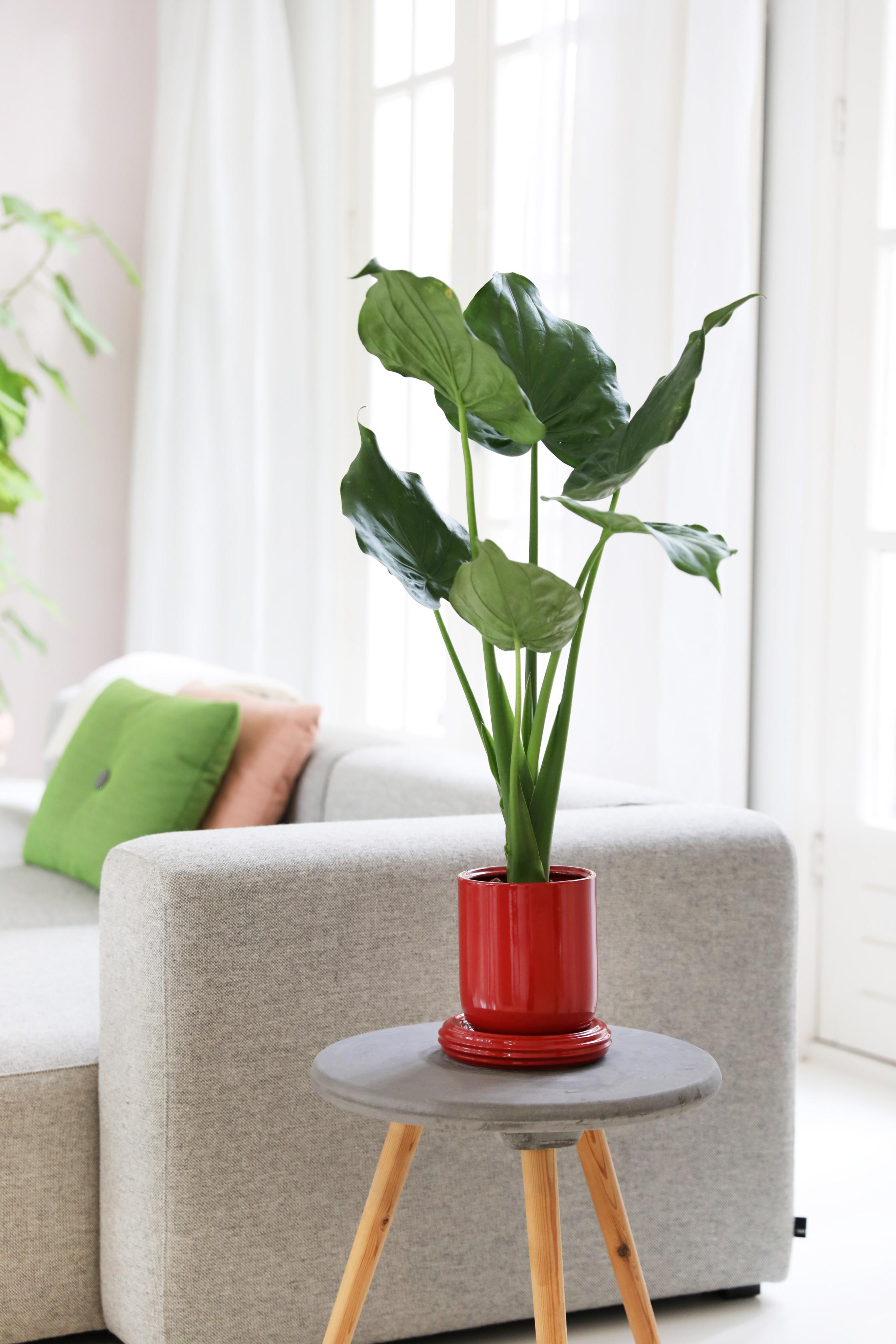 Bloempot CHURROS rood