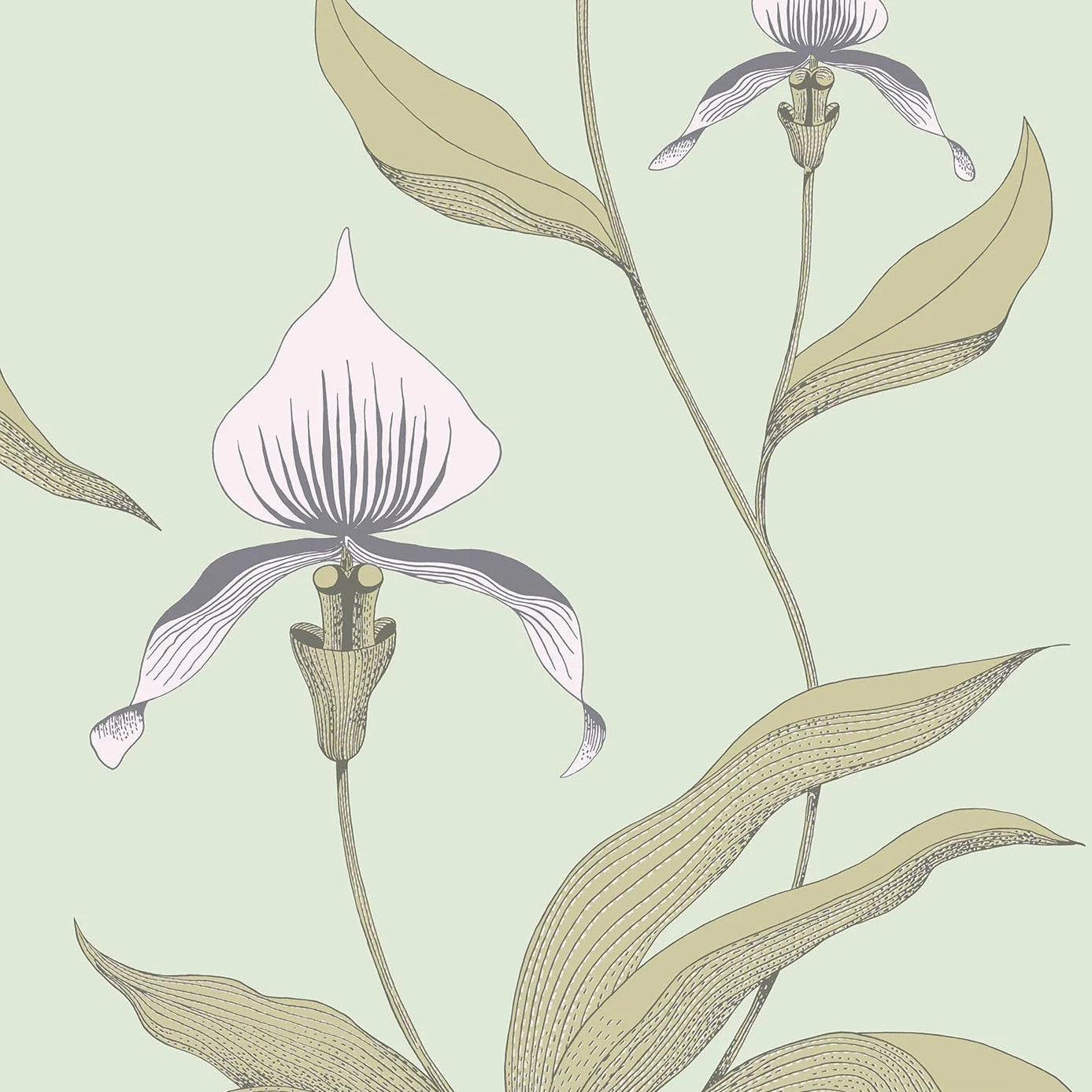 Wallpaper with a plant motif of orchid flowers CONTEMPORARY COLLECTION - ORCHID sandy with green