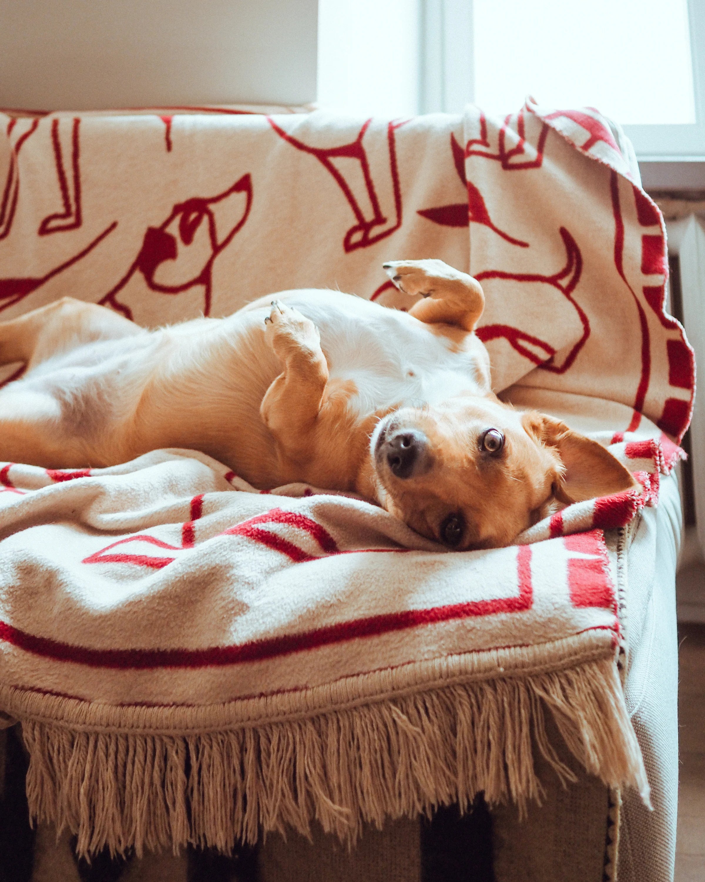 Koc PAWFECT piaskowy beż i bordowy