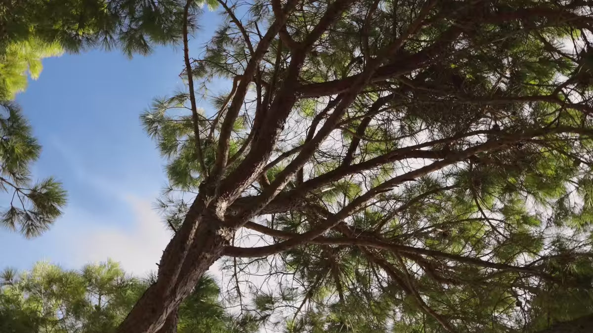 Kappen voor hanglamp SARANELLA zwart